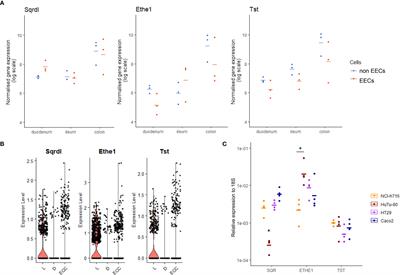 Regulation of enteroendocrine cell respiration by the microbial metabolite hydrogen sulfide